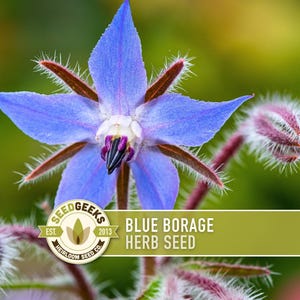 May include: A close-up of a vibrant blue borage flower with a star-like shape, showcasing delicate petals and a dark center. The image includes a seed packet with the text "BLUE BORAGE HERB SEED" and the Seed Geeks logo, highlighting the product's heirloom quality.