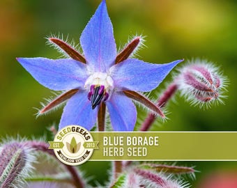 Blue Borage Herb Seeds | 50+ Seeds, Organic, Edible Flowers, Pollinator, Heirloom, Bee-Friendly, Borago officinalis