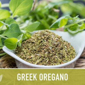 Greek Oregano Herb Heirloom Seeds - Open Pollinated, Non-GMO image 6