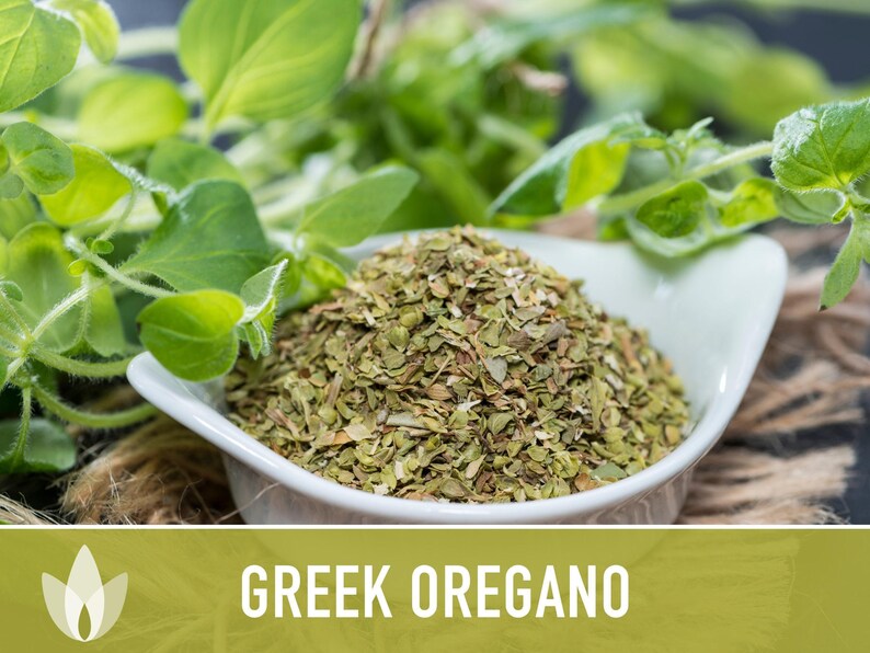 Greek Oregano Herb Heirloom Seeds - Open Pollinated, Non-GMO image 6
