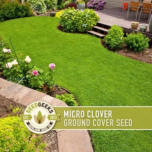 May include: A lush green lawn with a winding path, bordered by a brick edge and vibrant flowers. The image features a wooden deck with outdoor furniture and the text "Micro Clover Ground Cover Seed" from Seed Geeks.