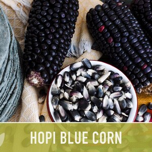 Hopi Blue Corn Heirloom Seeds - Non-GMO, Open Pollinated image 7