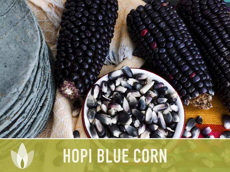 Hopi Blue Corn Heirloom Seeds - Non-GMO, Open Pollinated image 7