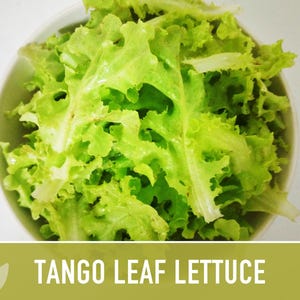 Tango Oakleaf Lettuce Seeds – Heirloom, Cold Tolerant imagem 4
