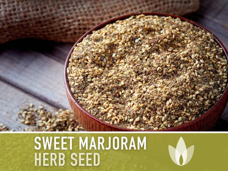 Sweet Marjoram Herb Seeds – Heirloom Culinary Herb, Non-GMO image 11
