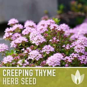 Creeping Thyme Seeds - Heirloom Seeds, Thymus Serpyllum, Culinary Herb Seeds, Ground Cover Seeds, Open Pollinated, Non-GMO