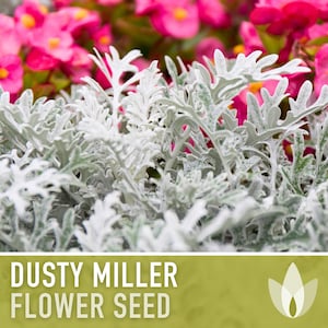 Dusty Miller (Silverdust) Flower Seeds - Heirloom Seeds, Ornamental Groundcover, Cineraria Maritima, Open Pollinated, Non-GMO