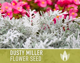 Dusty Miller (Silverdust) Flower Seeds - Heirloom Seeds, Ornamental Groundcover, Cineraria Maritima, Open Pollinated, Non-GMO