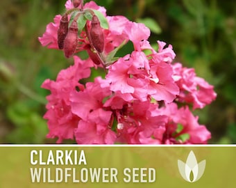 Clarkia Flower Seeds - Heirloom Seeds, California Native Wildflower Mix, Mountain Garland, Bouquet Flowers, Clarkia Unguiculata, Non-GMO