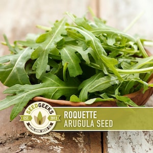 Arugula Roquette Seeds | 100+ Seeds, Heirloom, Non-GMO, Easy to Grow | Eruca vesicaria