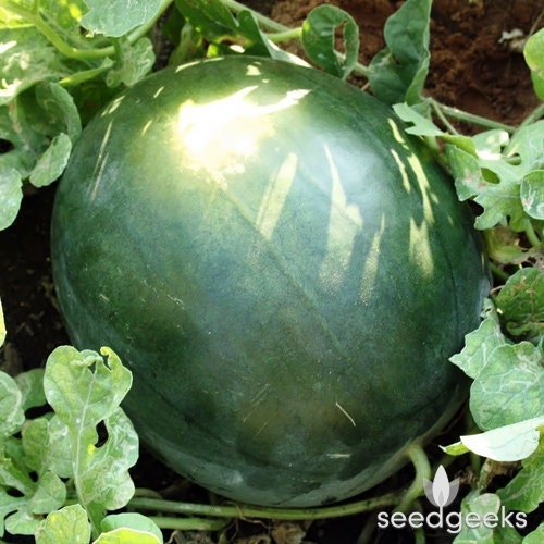 Black Diamond Watermelon Heirloom Seeds Etsy