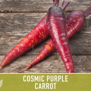 Cosmic Purple Carrot Heirloom Seeds Danvers Carrot, Purple Carrot Seeds, Juicing Carrot, Beta-Carotene, Anthocyanins, Easy to Grow Non-GMO image 5