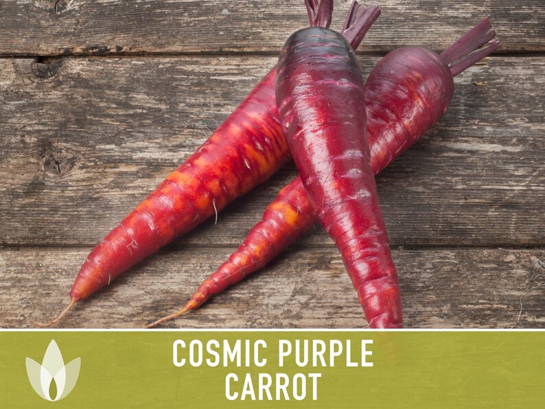 Cosmic Purple Carrot Heirloom Seeds Danvers Carrot, Purple Carrot Seeds, Juicing Carrot, Beta-Carotene, Anthocyanins, Easy to Grow Non-GMO image 5