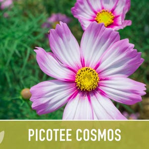 Picotee Cosmos Flower Seeds - Heirloom Flowers, Cut Flowers, Butterfly Garden, Pollinator Friendly, Non-GMO image 7