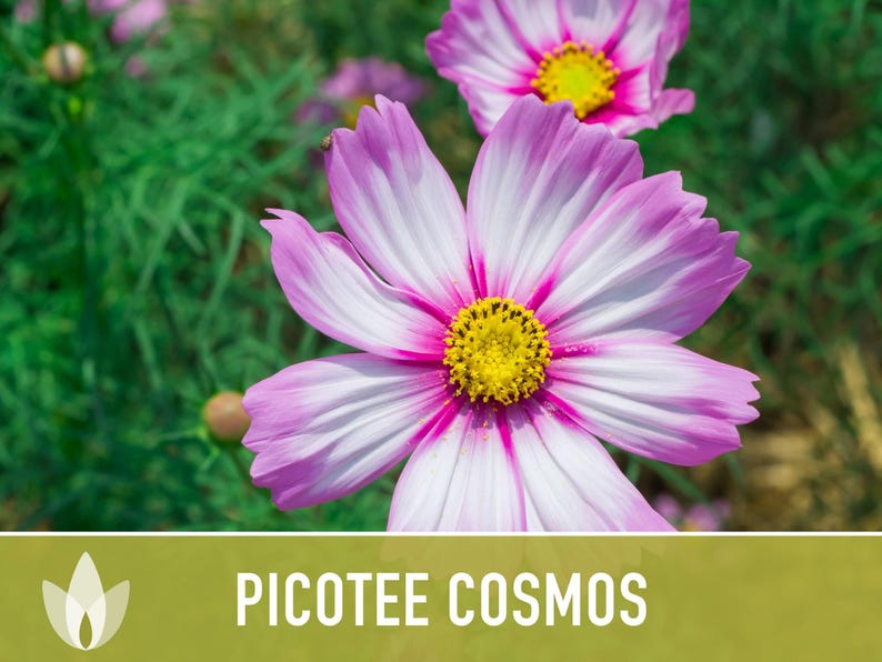 Picotee Cosmos Flower Seeds - Heirloom Flowers, Cut Flowers, Butterfly Garden, Pollinator Friendly, Non-GMO image 7