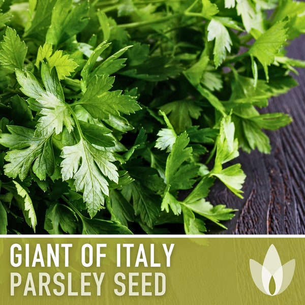 Giant of Italy Parsley Seeds - Heirloom Seeds, Italian Flat Leaf, Renowned Culinary Herb, Medicinal Herb, Annual, Open Pollinated, Non-GMO