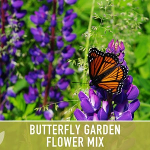 Butterfly Garden Flower Seeds Mix, Heirloom Seeds, Flower Seeds ...