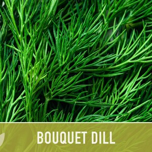 Bouquet Dill Herb Heirloom Seeds image 4