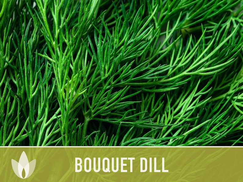Bouquet Dill Herb Heirloom Seeds image 4