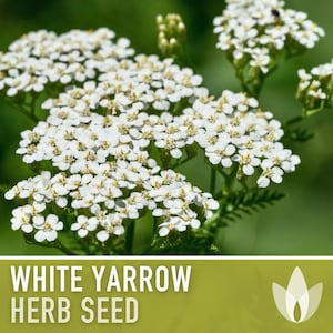 White Yarrow Heirloom Herb Seeds - Medicinal Herb, Open Pollinated, Non-GMO