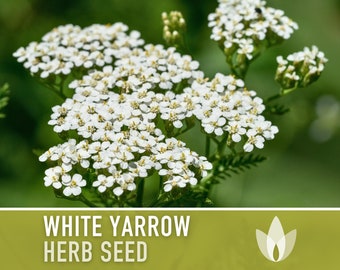 White Yarrow Heirloom Herb Seeds - Medicinal Herb, Open Pollinated, Non-GMO