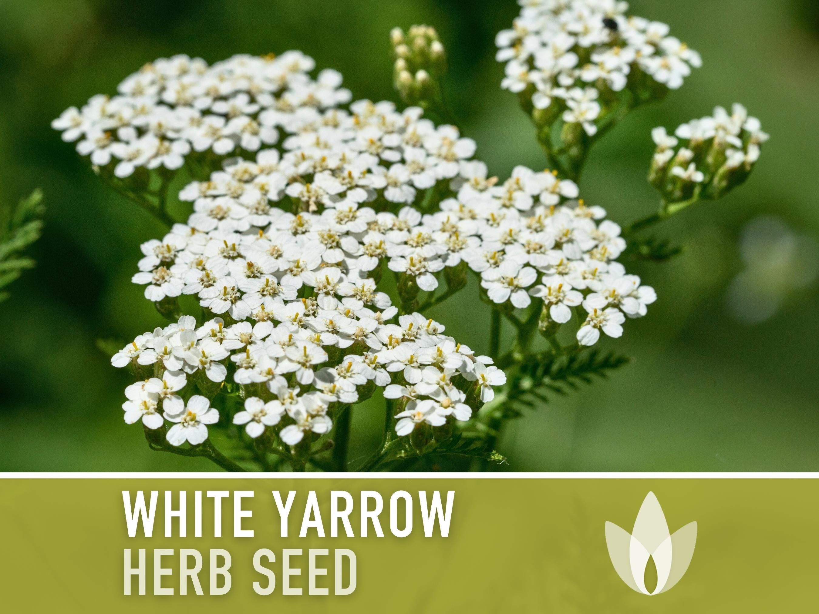 White Yarrow Heirloom Herb Seeds - Medicinal Herb, Open Pollinated, Non-GMO