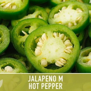 Jalapeno Pepper Heirloom Seeds image 3