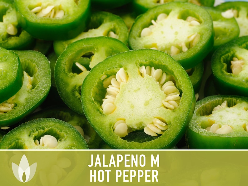 Jalapeno Pepper Heirloom Seeds image 3