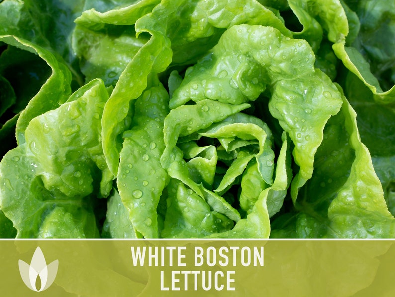 White Boston Butterhead Lettuce Seeds Heirloom Seeds Etsy