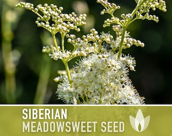 Siberian Meadowsweet Seeds - Heirloom Seeds, Traditional Medicinal Herb, Deer Resistant, Dropwort Seeds, Pink Fuzzy Blooms, Non-GMO