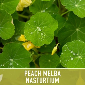 Nasturtium, Peach Melba Flower Seeds Heirloom Seeds, Dwarf Nasturtium, Tangy Peppery Taste, Easy To Grow, Tropaeolum Majus, Non-Gmo image 5