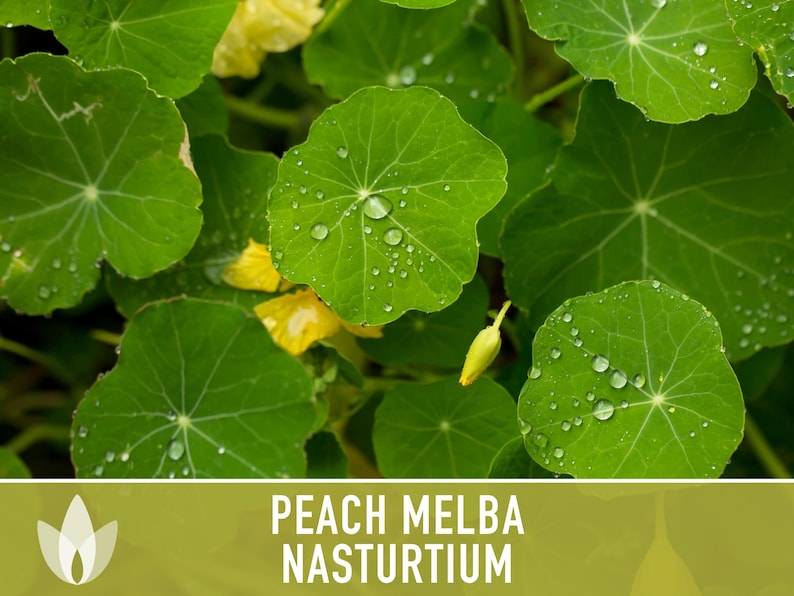Nasturtium, Peach Melba Flower Seeds Heirloom Seeds, Dwarf Nasturtium, Tangy Peppery Taste, Easy To Grow, Tropaeolum Majus, Non-Gmo image 5