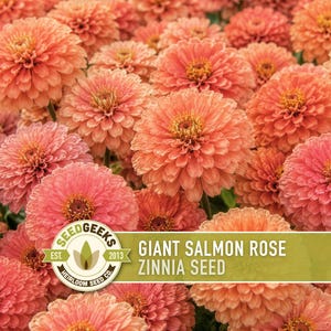 Peut inclure: Un groupe dense de fleurs de Zinnia couleur saumon avec des p&eacute;tales superpos&eacute;s et des centres jaunes. Une &eacute;tiquette rectangulaire au premier plan affiche le texte SEED GEEKS EST. 2013 et GIANT SALMON ROSE ZINNIA SEED en lettres blanches et vert fonc&eacute;.