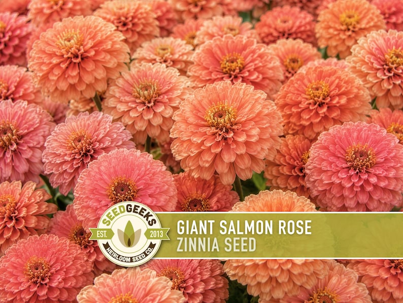 Peut inclure: Un groupe dense de fleurs de Zinnia couleur saumon avec des p&eacute;tales superpos&eacute;s et des centres jaunes. Une &eacute;tiquette rectangulaire au premier plan affiche le texte SEED GEEKS EST. 2013 et GIANT SALMON ROSE ZINNIA SEED en lettres blanches et vert fonc&eacute;.