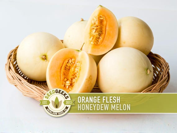Melon Honeydew Vert Chair - 50+ Graines Cucumis Melo - Melon Miel Doux Et Rafraîchissant à Cultiver Au Jardin