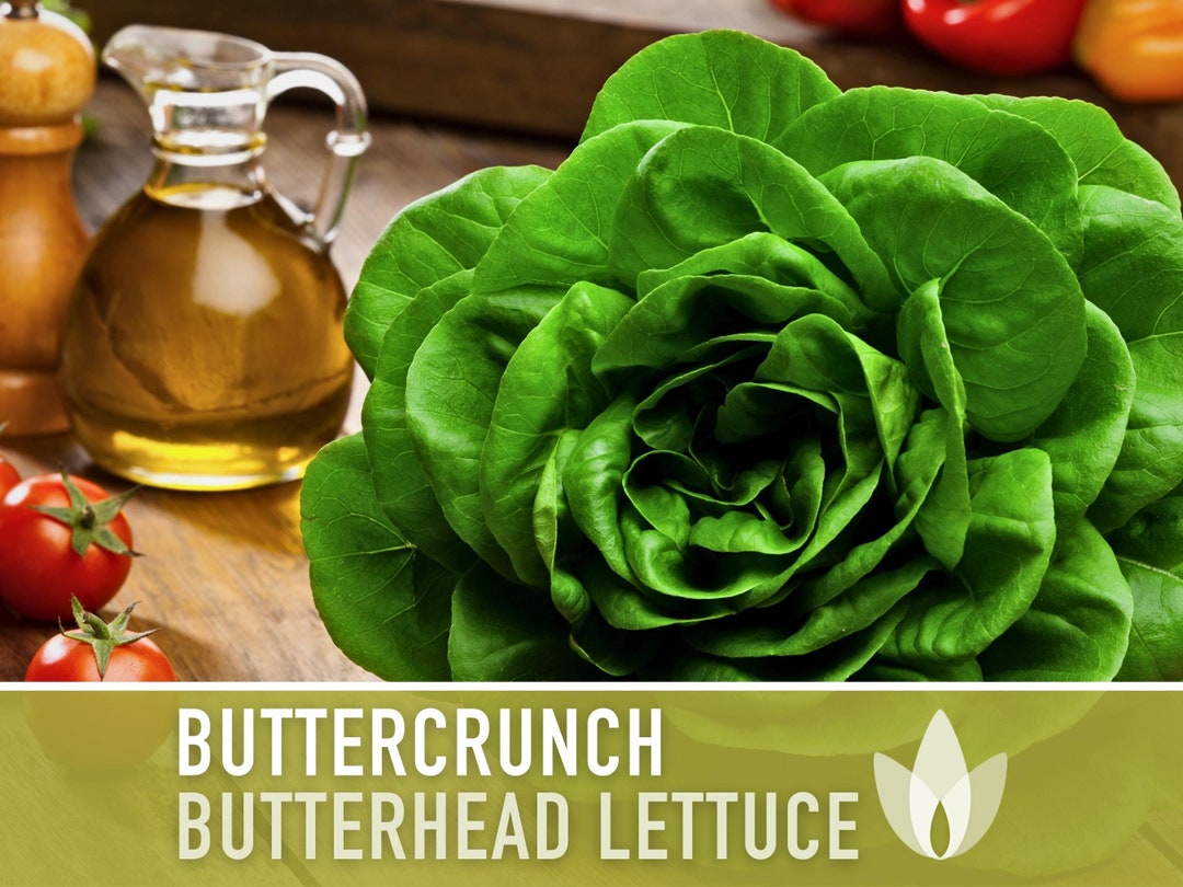 Buttercrunch Butterhead Lettuce Heirloom Seeds AAS Winner, Slow Bolting, Heat Tolerant