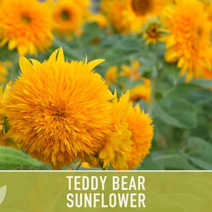 Teddy Bear Sunflower Seeds Heirloom Seeds, Seed Packets, Flower Seeds, Dwarf Sunflower, Non GMO, Open Pollinated image 3