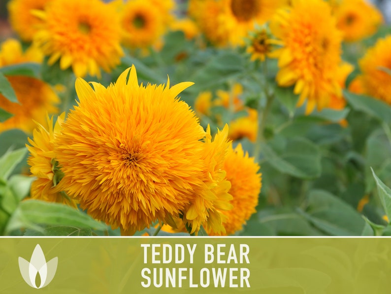 Teddy Bear Sunflower Seeds Heirloom Seeds, Seed Packets, Flower Seeds, Dwarf Sunflower, Non GMO, Open Pollinated image 3