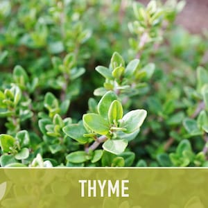 Thyme Herb Seeds | 200+ Seeds, Heirloom, Organic, Culinary, Medicinal, Rare, Perennial, Thymus vulgaris image 10