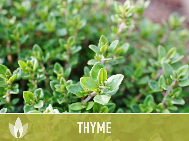 Thyme Herb Seeds | 200+ Seeds, Heirloom, Organic, Culinary, Medicinal, Rare, Perennial, Thymus vulgaris image 10