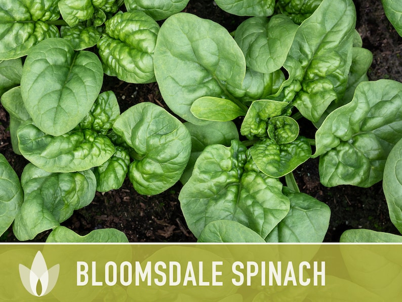 Bloomsdale Spinach Heirloom Seeds Slow to Bolt Cool Season Etsy