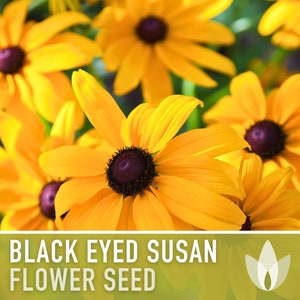 Black-Eyed Susan Flower Seeds, Heirloom, Native, Flower Seeds