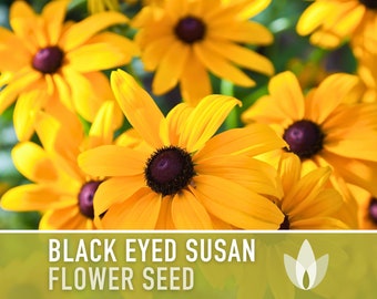 Black-Eyed Susan Flower Seeds, Heirloom, Native, Flower Seeds
