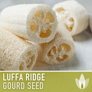 Luffa Ridge Gourd Heirloom Seeds - Chinese Okra, Summer Squash, Yellow Flowers, Vining, Open Pollinated, Non-GMO