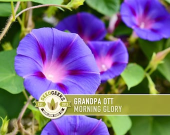 May include: Close-up of vibrant blue and purple Grandpa Ott Morning Glory flowers with a pink center. The image includes green leaves and the Seed Geeks logo.