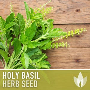 Holy Basil, Tulsi Heirloom Herb Seeds - Culinary Herb, Non-GMO, Open Pollinated imagem 4