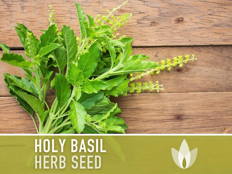 Holy Basil, Tulsi Heirloom Herb Seeds - Culinary Herb, Non-GMO, Open Pollinated imagem 4