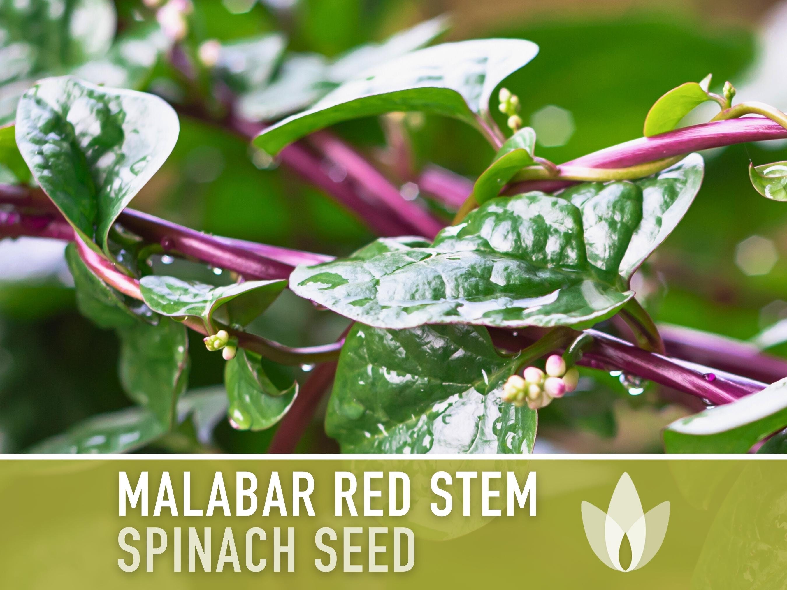 Malabar Red Stem, Spinach Seeds