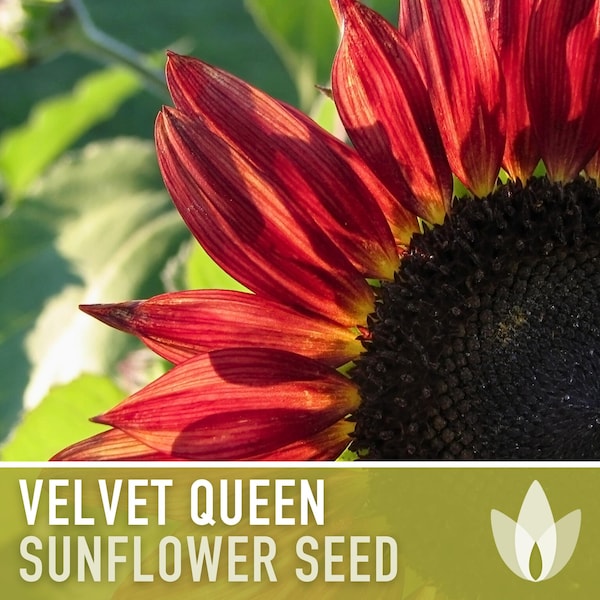 Velvet Queen Sunflower Seeds - Heirloom Flower Seeds, Cut Flowers, Open Pollinated, Non-GMO