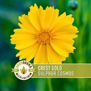 Sulphur Cosmos Seeds, Crest Gold, Pollinator Friendly (Non-GMO) image 1